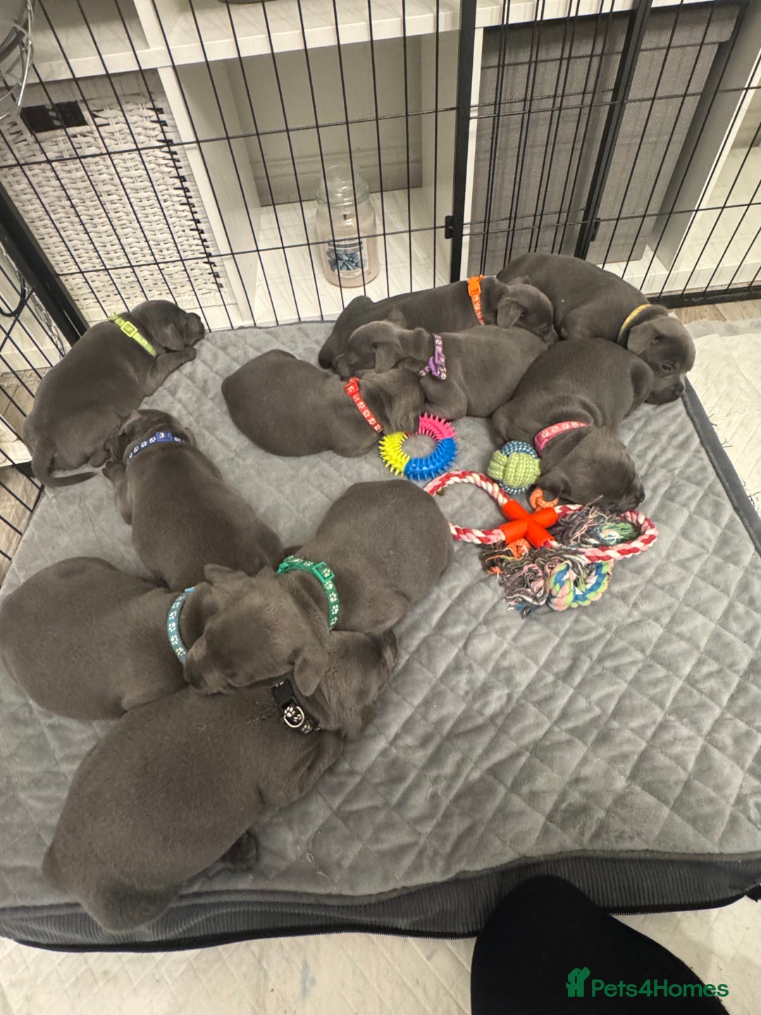 Staffordshire Bull Terrier dogs for sale: STUNNING KC REGISTERED BLUE STAFFY PUPS - Advert 13
