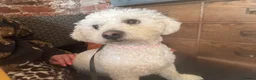 Bichon Frise dogs for sale: 2 year old male neutered bichon frise in Wrexham - Advert 7