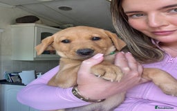 Labrador Retriever dogs for sale: Working background Labrador pups - Image 1