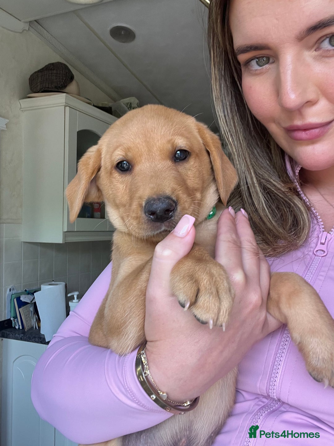 Labrador Retriever dogs for sale: Working background Labrador pups - Image 1