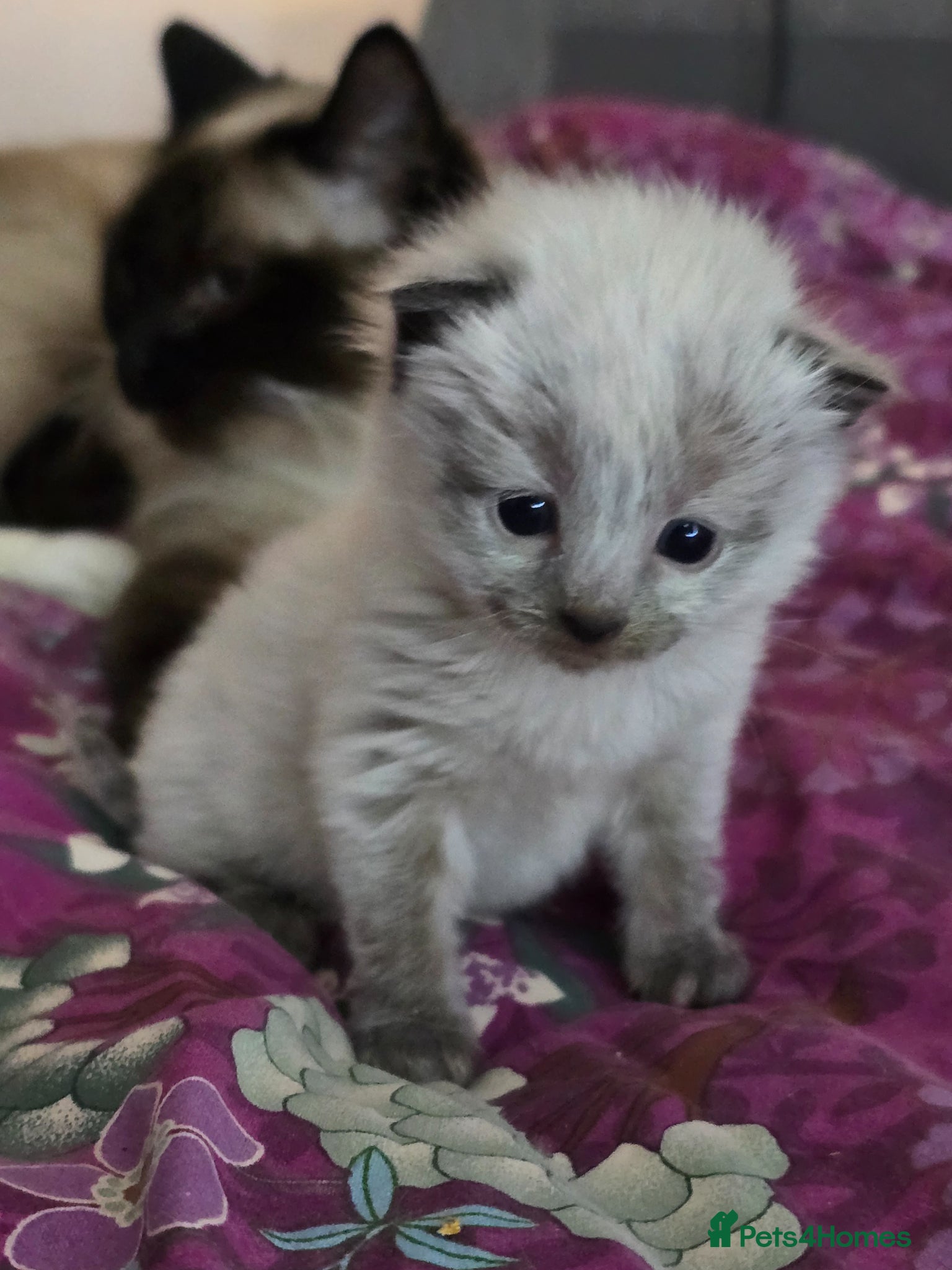 Ragdoll cats Ragdoll/ Bengal - Advert 4