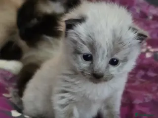 Ragdoll cats Ragdoll/ Bengal - Advert 4