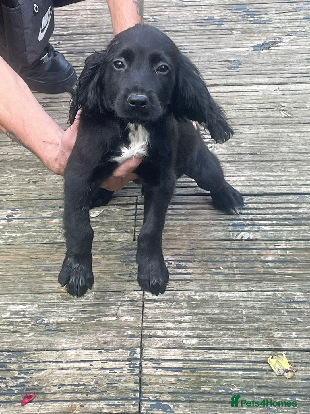 Cocker Spaniel dogs for sale: 3 male cocker spaniels - Image 1