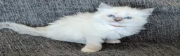 Ragdoll cats for sale: GCCF REGISTERED RAGDOLL KITTENS - Advert 19