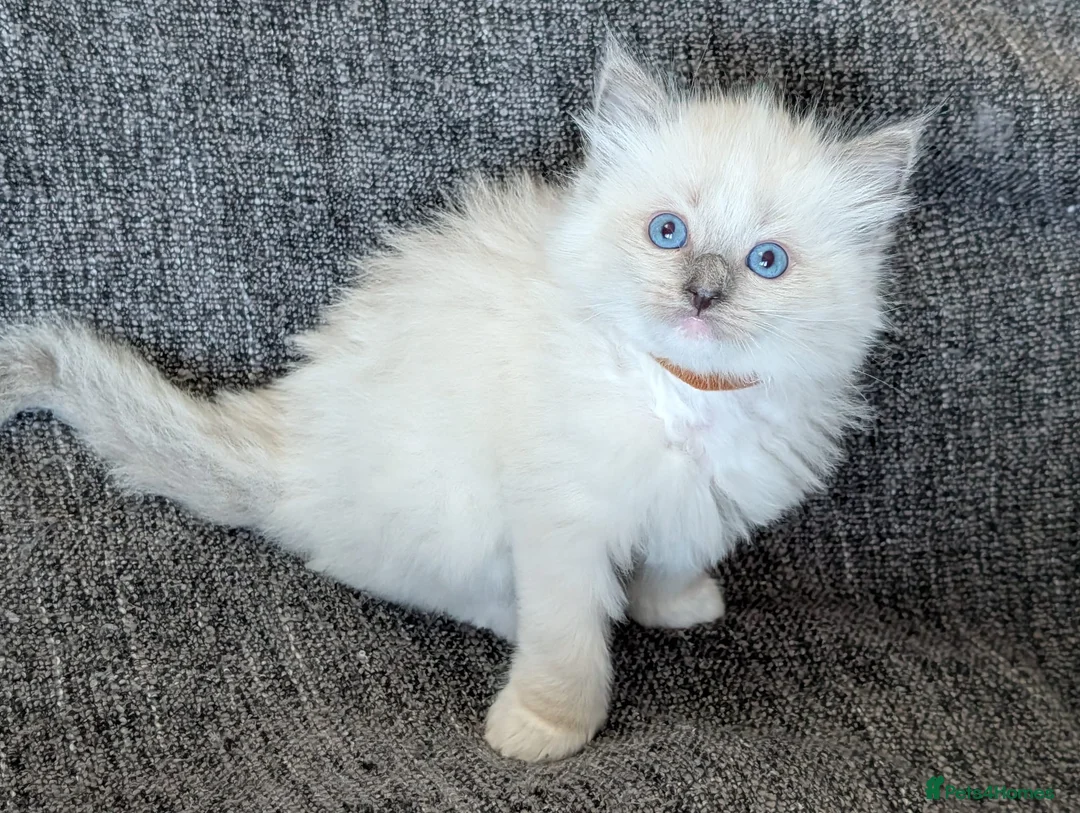 Ragdoll cats for sale: GCCF REGISTERED RAGDOLL KITTENS - Advert 19