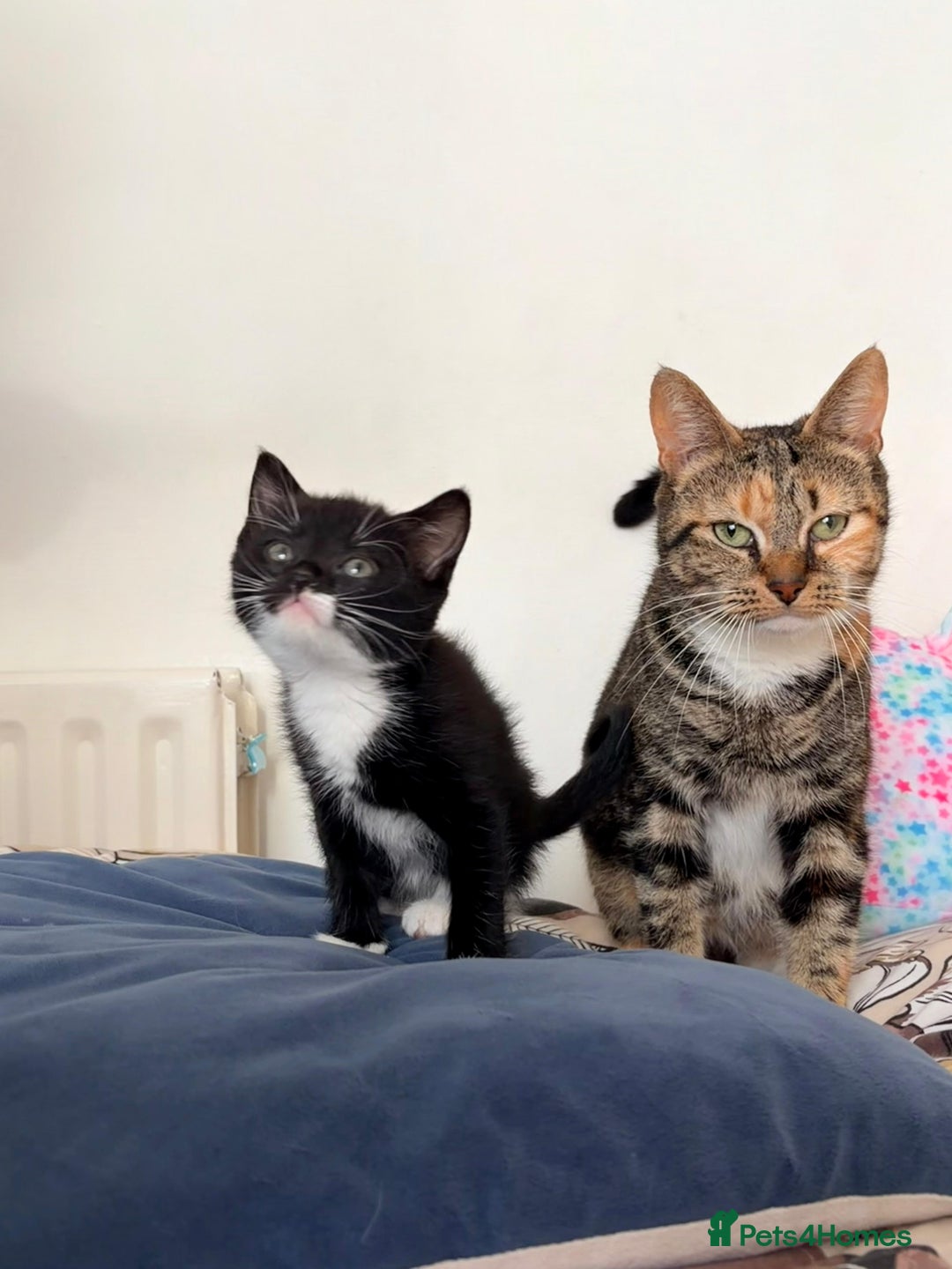 Mixed Breed cats for sale: Lovely kittens  - Advert 6