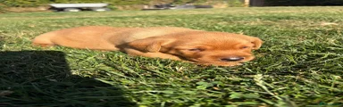 Boy Labrador Retriever 2