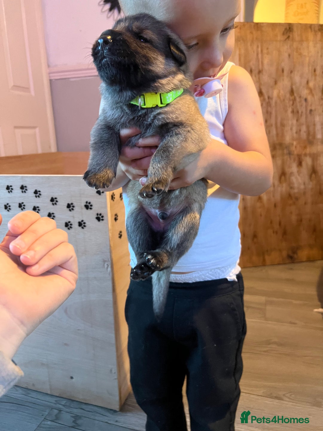 German Shepherd dogs for sale: 4 beautiful German shepherd fur babies  - Image 4