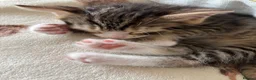 Mixed Breed cats for sale: Male tabby kitten - Advert 3