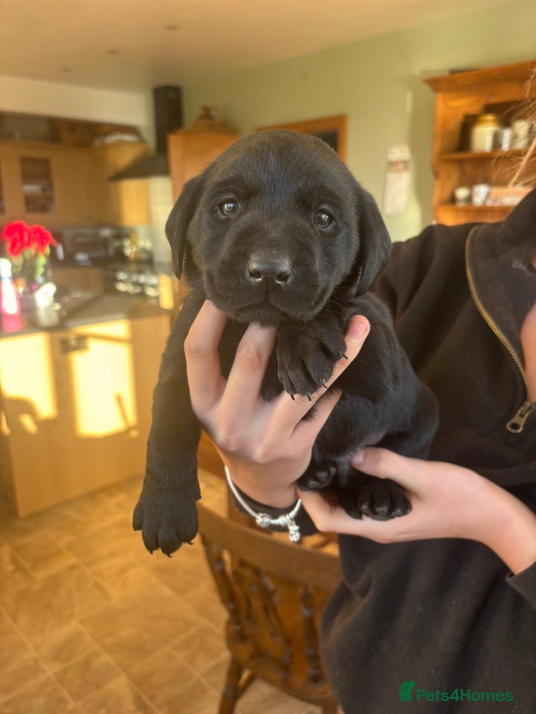 Labrador Retriever dogs for sale: Fabulous bunch of Labrador puppies  - Advert 2