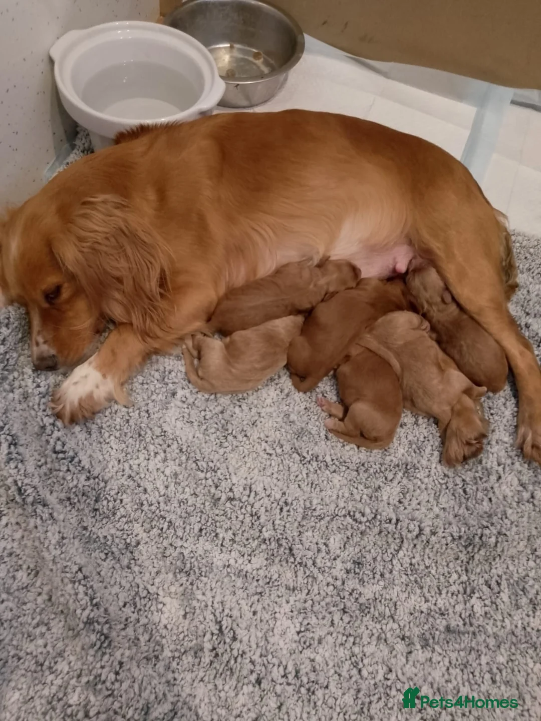 Toy Poodle dogs for stud: Beautiful Red Toy Poodle for Stud in Motherwell - Advert 30