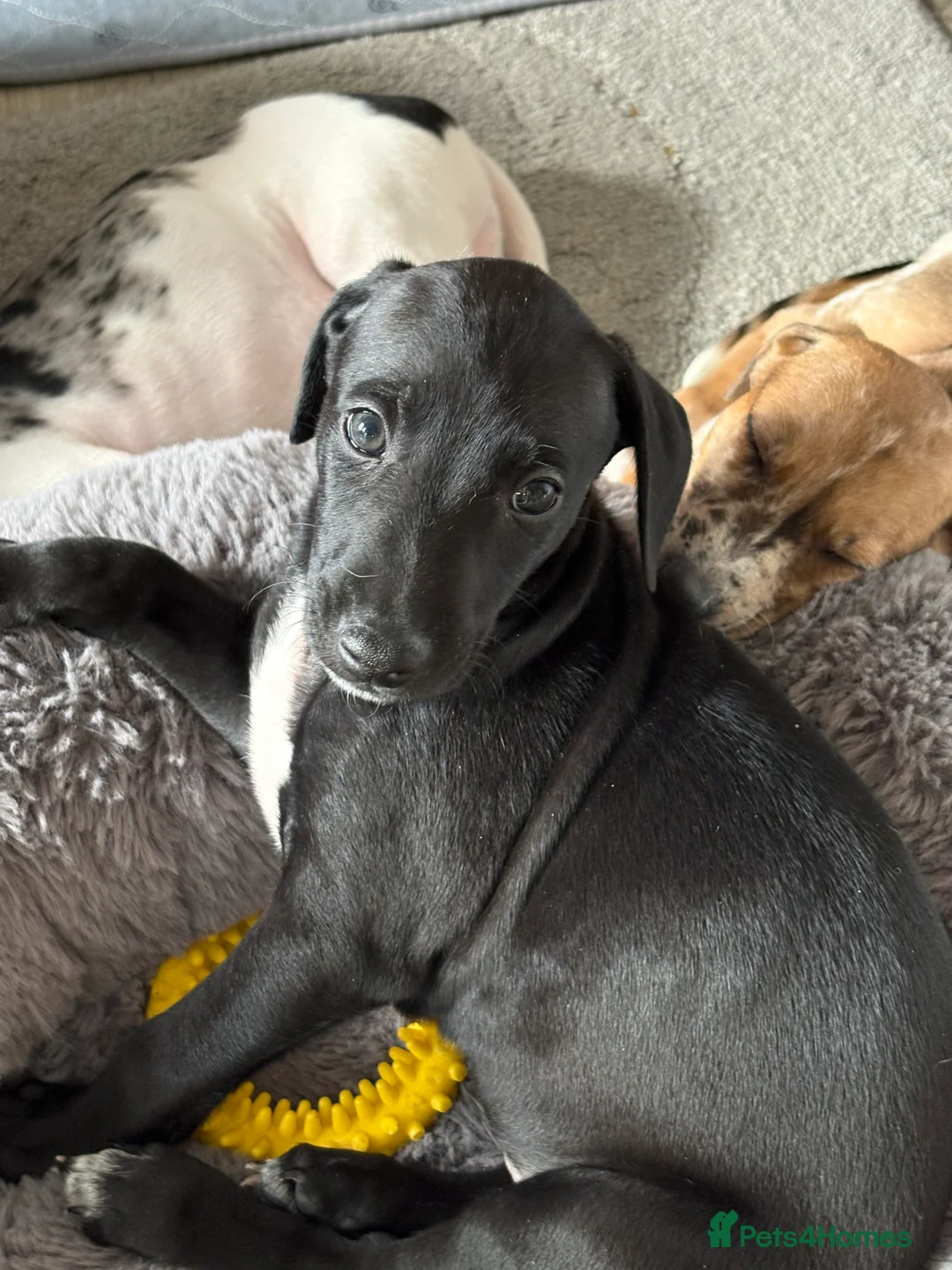 Mixed Breed dogs for sale: Collie whippet greyhound  - Advert 2
