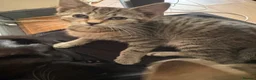 Mixed Breed cats for sale: Kittens looking for a forever home - Advert 19