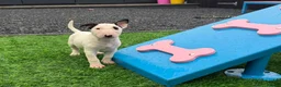 English Bull Terrier dogs for sale: Stunning English bull terrier puppies for sale  - Advert 13