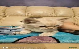 Ragdoll cats for sale: BEAUTIFUL RAGDOLL X  - Image 6