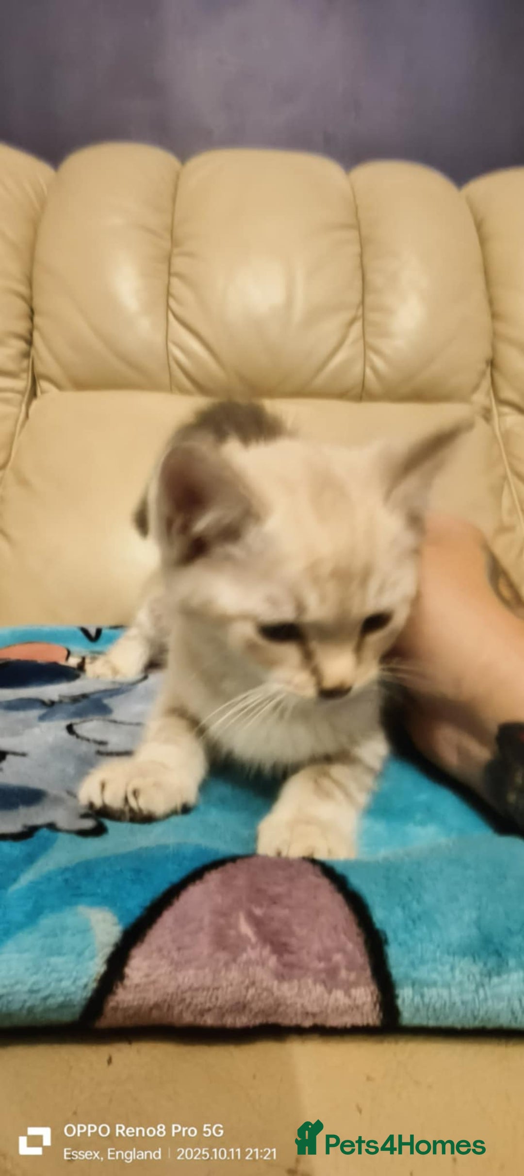 Ragdoll cats for sale: BEAUTIFUL RAGDOLL X  - Image 6