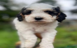 Cockapoo dogs for sale: Colourful Cockapoos 🌈 Raised Right ✨ - Image 8