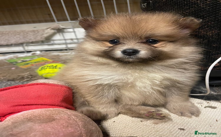 Pomeranian dogs - Advert 1