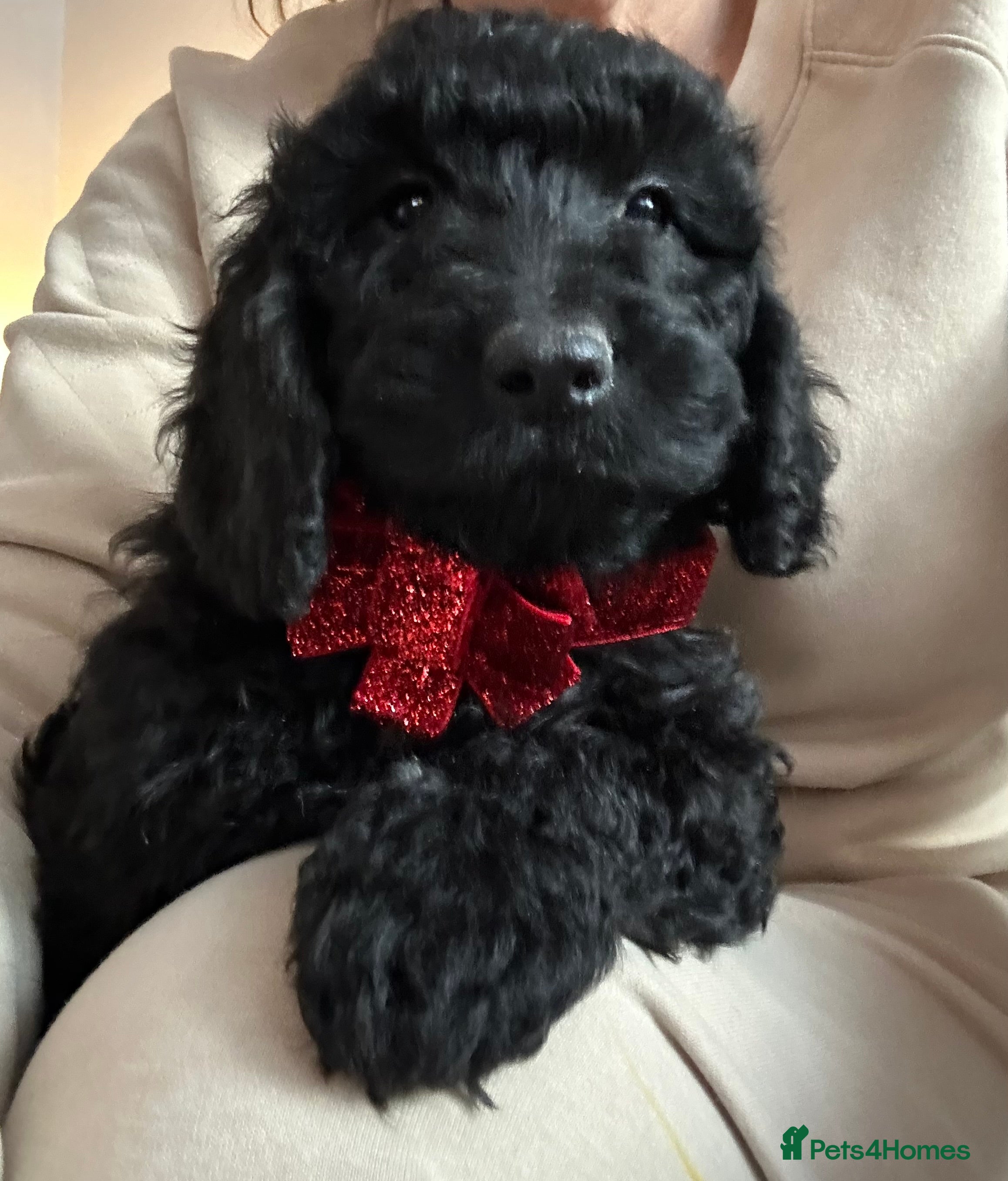 Cockapoo dogs 🐕‍🦺🐶ADORABLE COCKAPOO 🐶 🐕‍🦺 - Advert 8