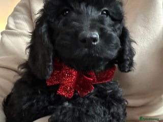 Cockapoo dogs 🐕🦺🐶ADORABLE COCKAPOO 🐶 🐕🦺 - Advert 8