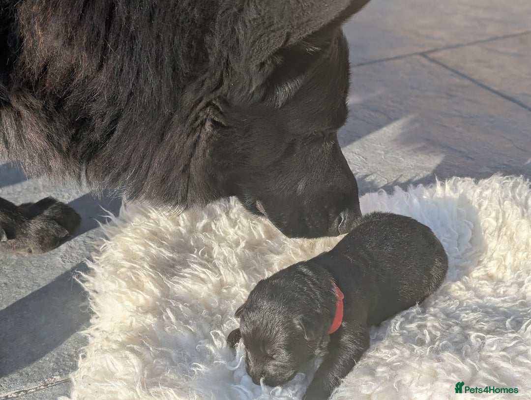 German Shepherd dogs for sale: Gorgeous Black German Shepherd Puppies. - Image 19
