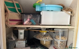 Conures birds for sale: Pair of conures with full set up - Image 8