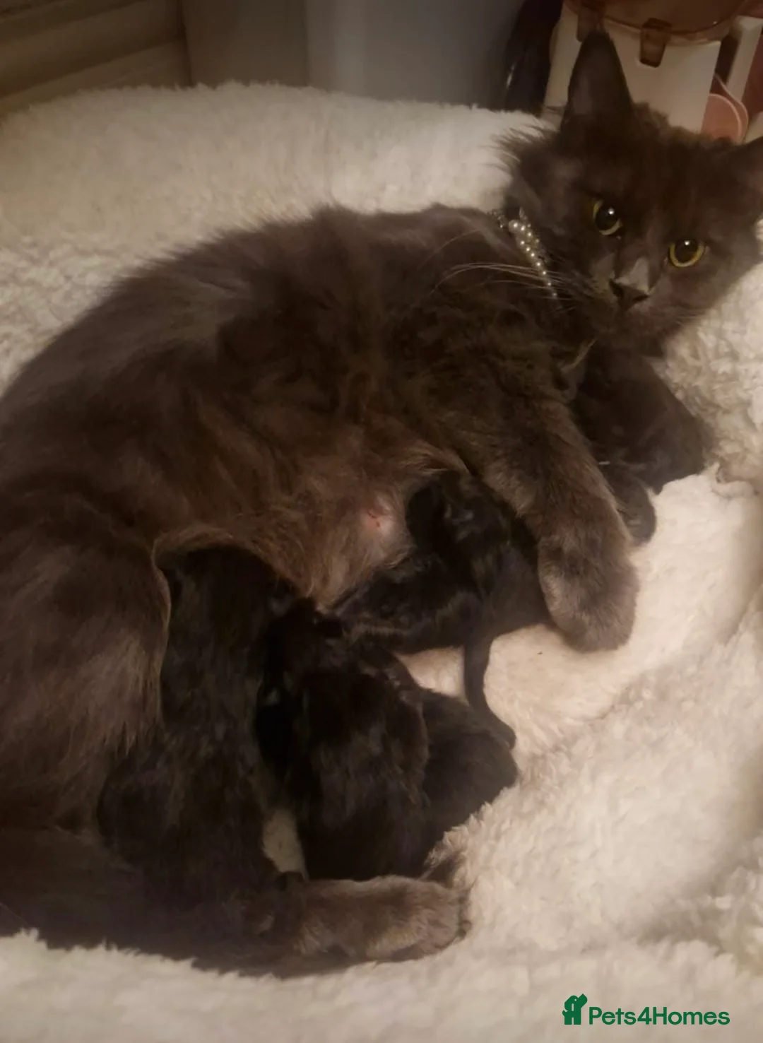 Maine Coon cats for sale: Gorgeous maincoon cross bengal baby girls - Advert 7