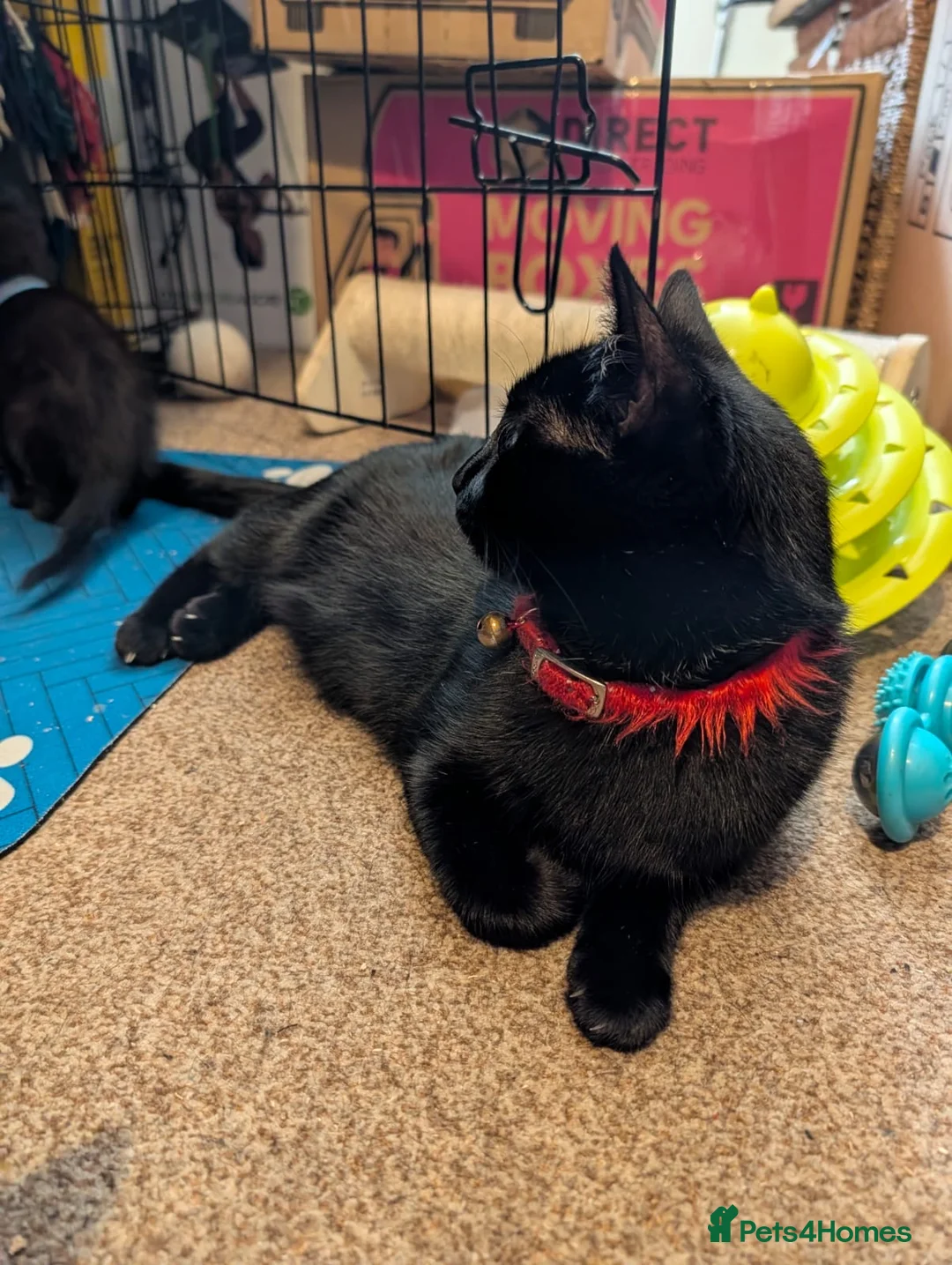 Bombay cats for sale: 🌸 Female Cat Looking for a New Home 🌸 - Advert 6