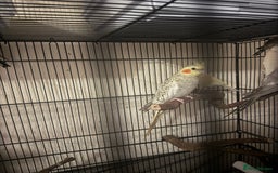Cockatiels birds for sale: Cockatiels  - Image 3