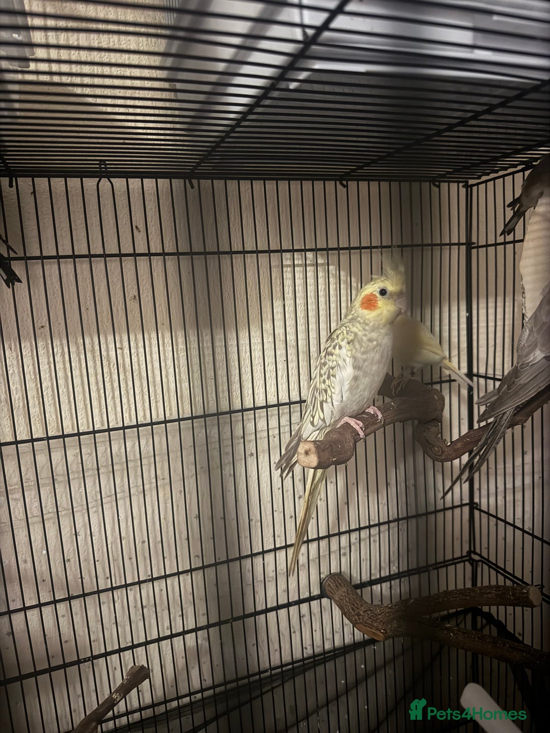 Cockatiels birds for sale: Cockatiels  - Image 3