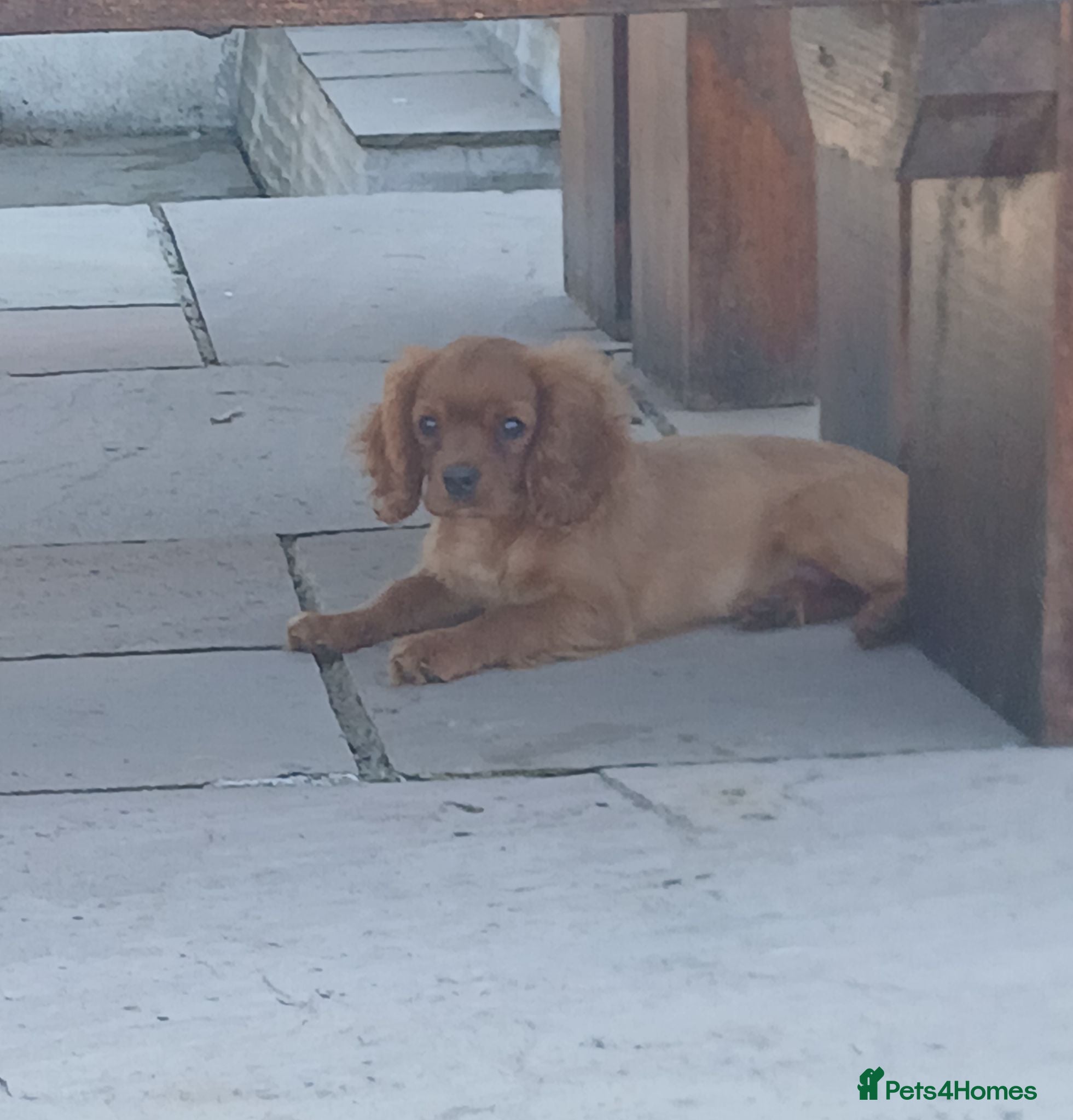 Cavalier King Charles Spaniel dogs Extensively tested fully vaccinated last boy - Advert 2