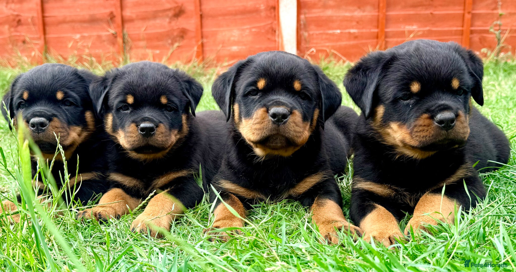 Rottweiler dogs Beautiful Rottweiler Puppies  - Advert 1