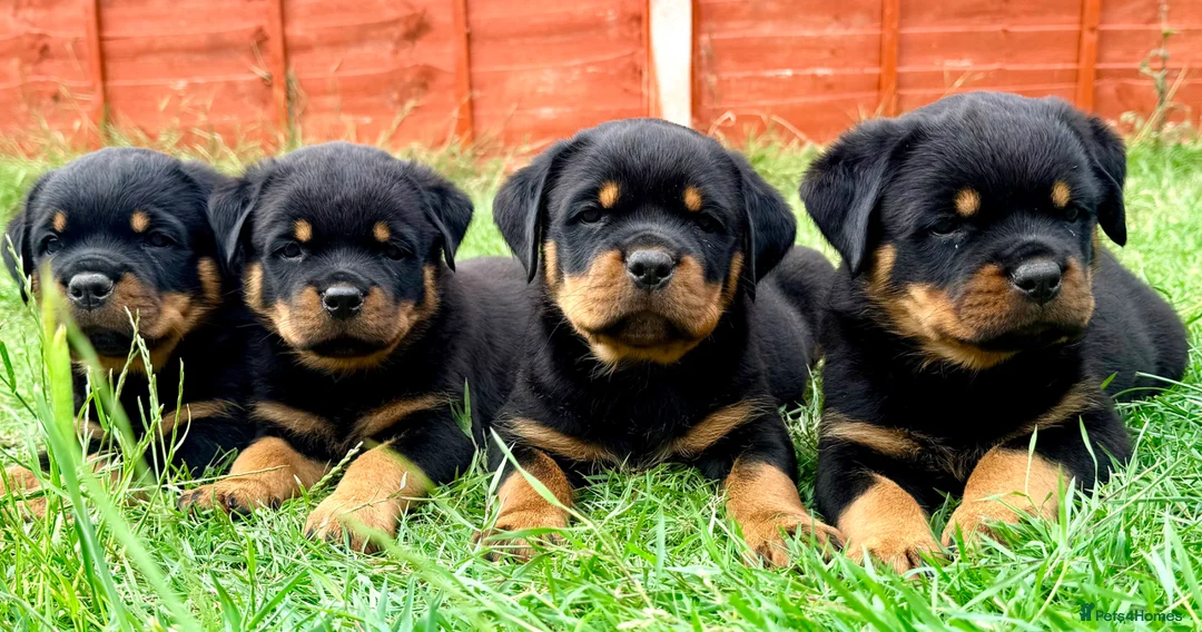 Rottweiler dogs for sale: Beautiful Rottweiler Puppies  in Chessington - Advert 1