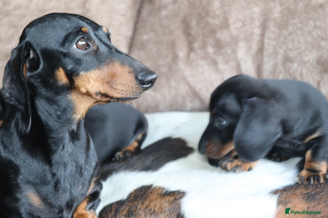 Miniature Dachshund dogs for sale: Beautiful miniature dachshund puppies  - Advert 1