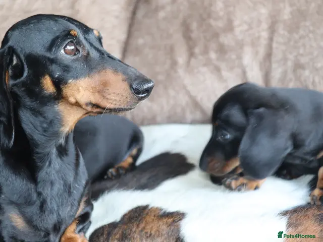 Miniature Dachshund dogs for sale: Beautiful miniature dachshund puppies - Advert 2