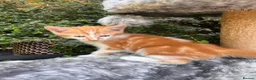 Mixed Breed cats for sale: Beautiful kittens for sale  - Advert 1