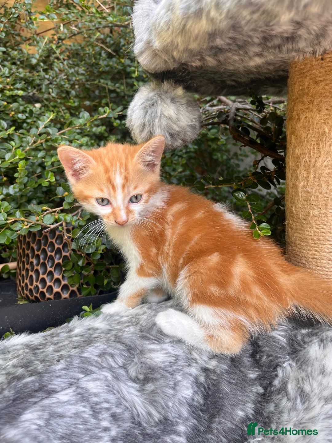 Mixed Breed cats for sale: Beautiful kittens for sale  - Advert 1