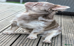 French Bulldog dogs for stud: New shade fluffy merle  in Sheffield - Image 2