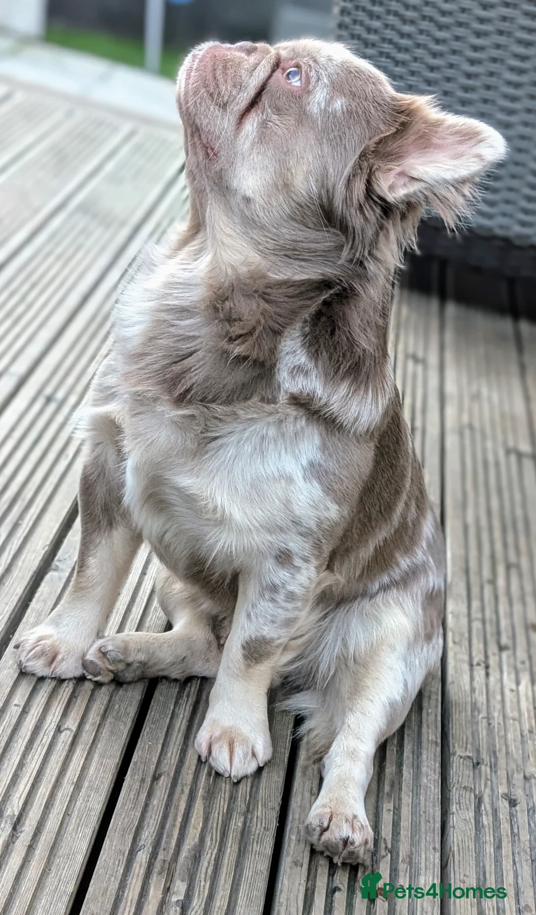 French Bulldog dogs for stud: New shade fluffy merle  in Sheffield - Advert 2