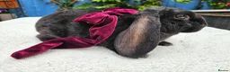Rex rabbits for sale: Luxury Velveteen Lops  - Advert 16