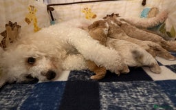 Miniature Poodle dogs for sale: Beautiful Miniature Poodles For Sale  - Image 10