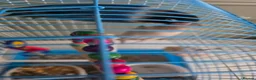Mixed Breed birds for sale: Kakariki/ love birds  - Advert 11