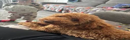 Poodle dogs for sale: Red Miniature Poodles - Advert 13