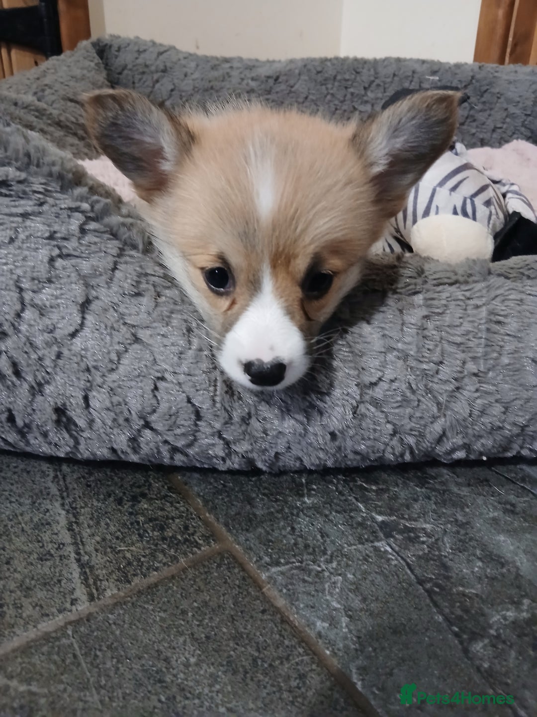 Welsh Corgi Pembroke dogs for sale: Beautiful corgis - Image 1