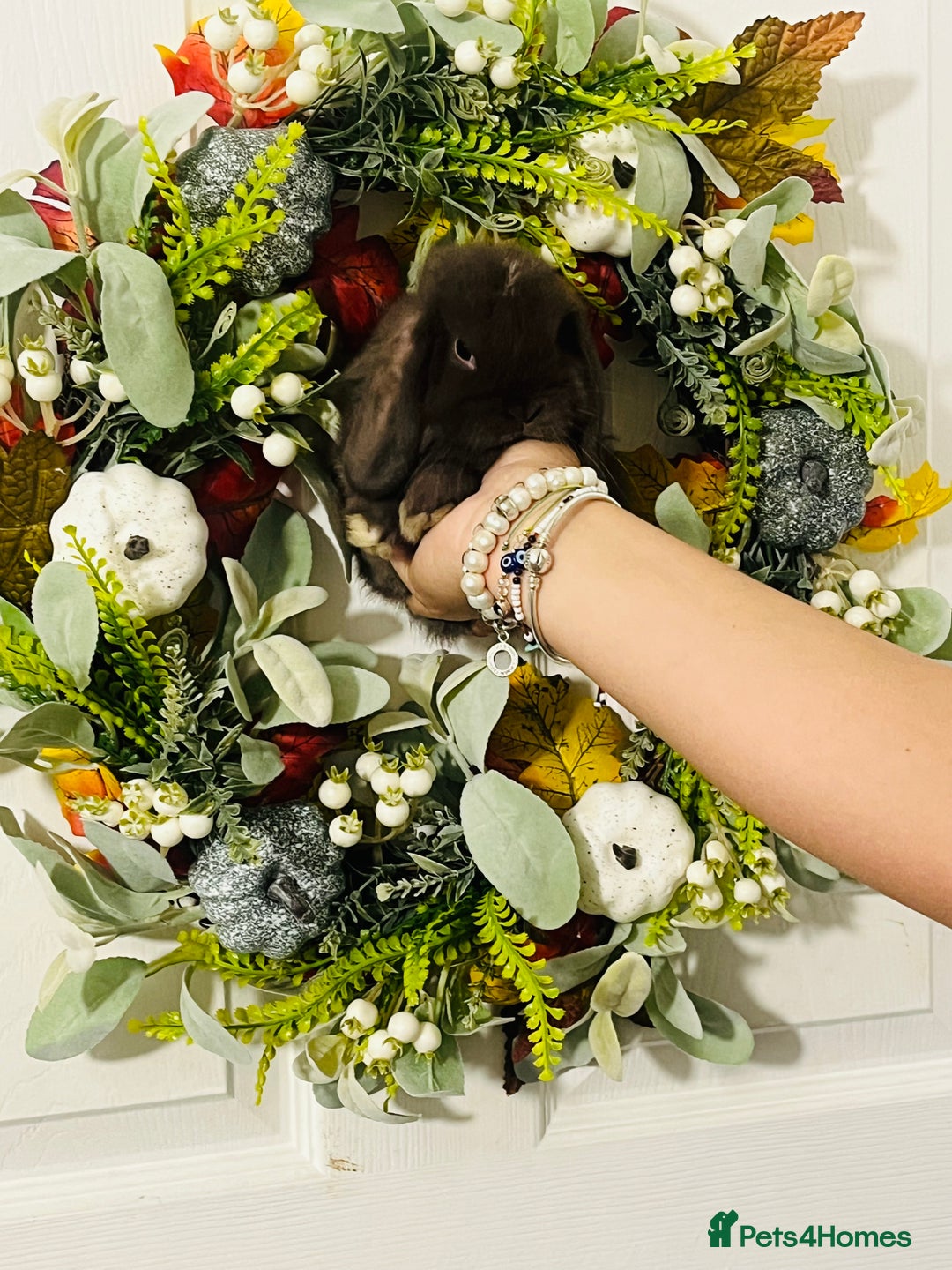 Mini Lop rabbits for sale: 🐰pure bred Miniature Lop 🐰 - Advert 17