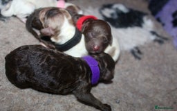 Cockapoo dogs for sale: Waiting list health tested American cockerpoos - Image 16
