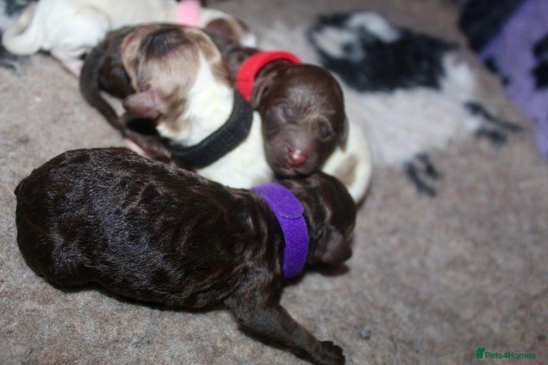 Cockapoo dogs for sale: Waiting list health tested American cockerpoos - Image 16