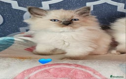 Ragdoll cats for sale: 🏆 CHAMPION FATHER 🏆GCCF REGISTERED KITTENS  - Image 3