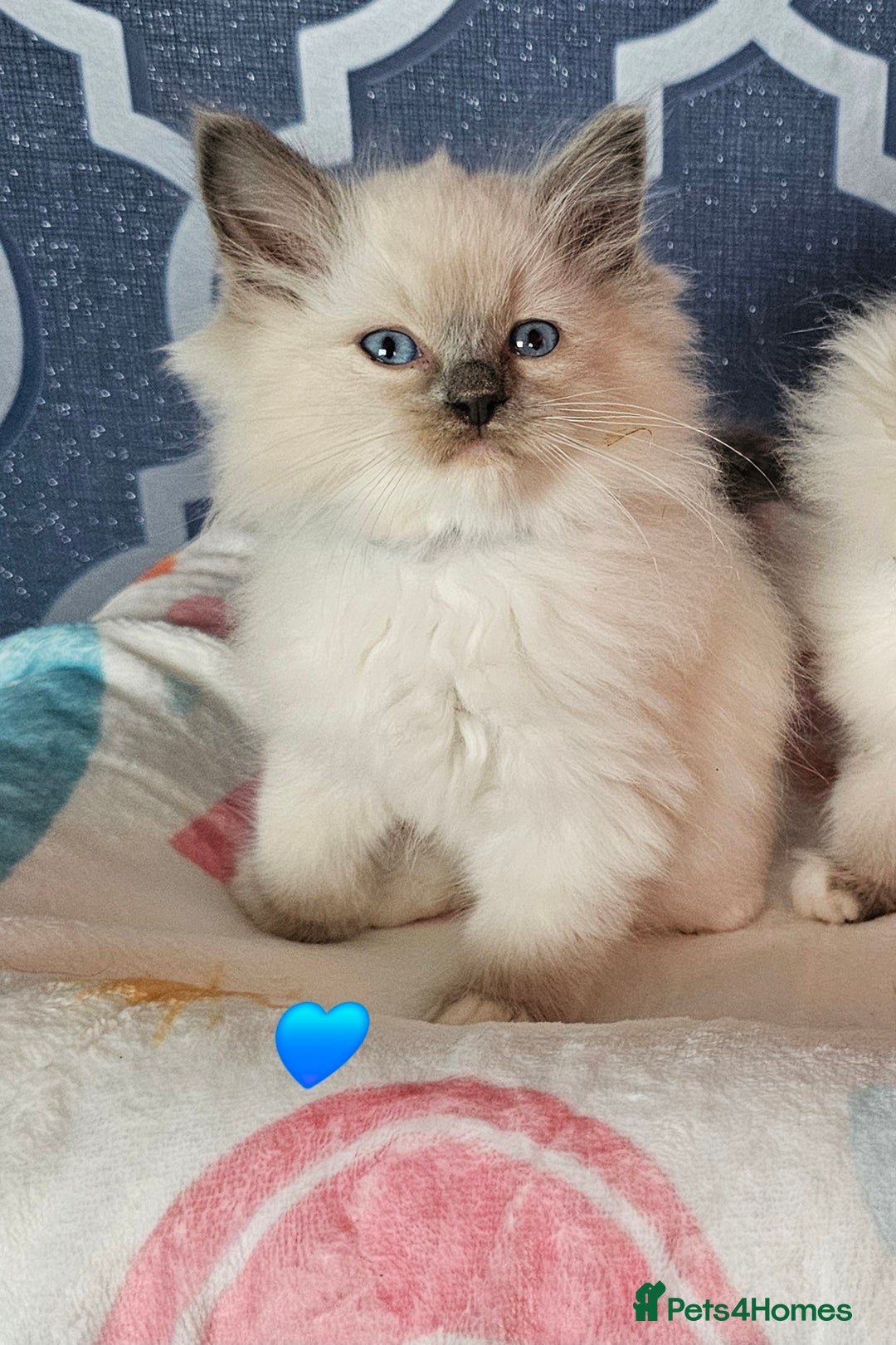 Ragdoll cats for sale: 🏆 CHAMPION FATHER 🏆GCCF REGISTERED KITTENS  - Image 3