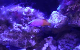 Other/Mixed Breed fish for sale: Saltwater fish - Image 2